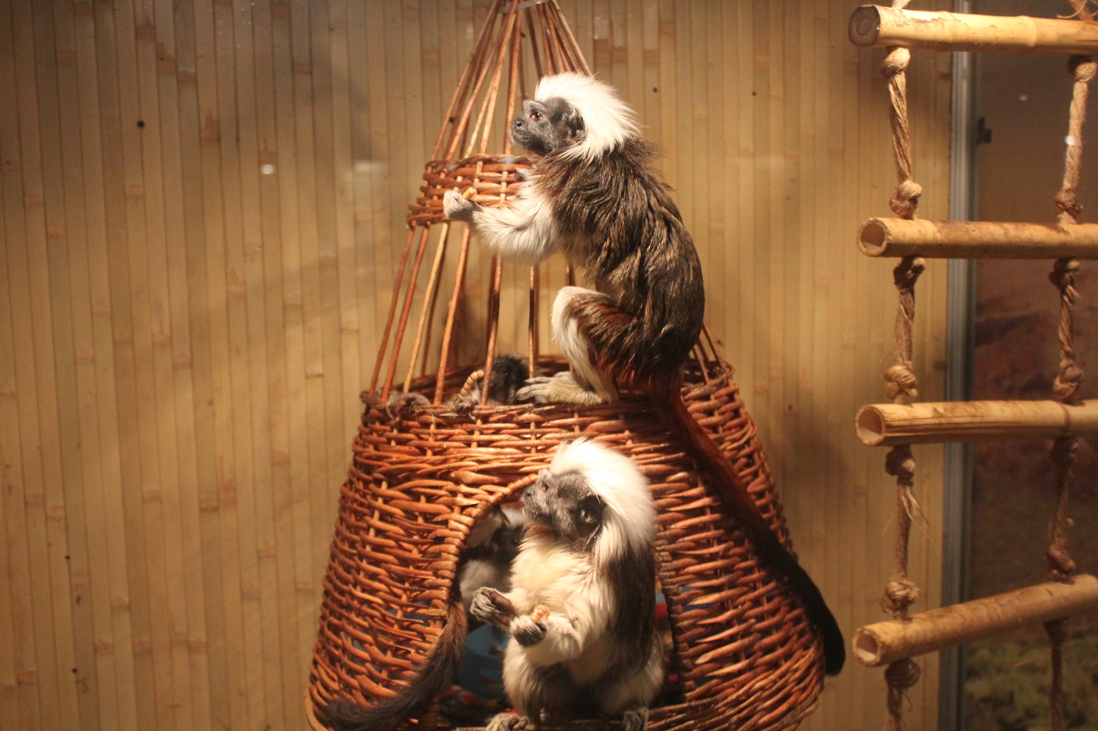 Каких обезьян в Тюмени можно увидеть и интересные истории про животных - 23 декабря 2015 года