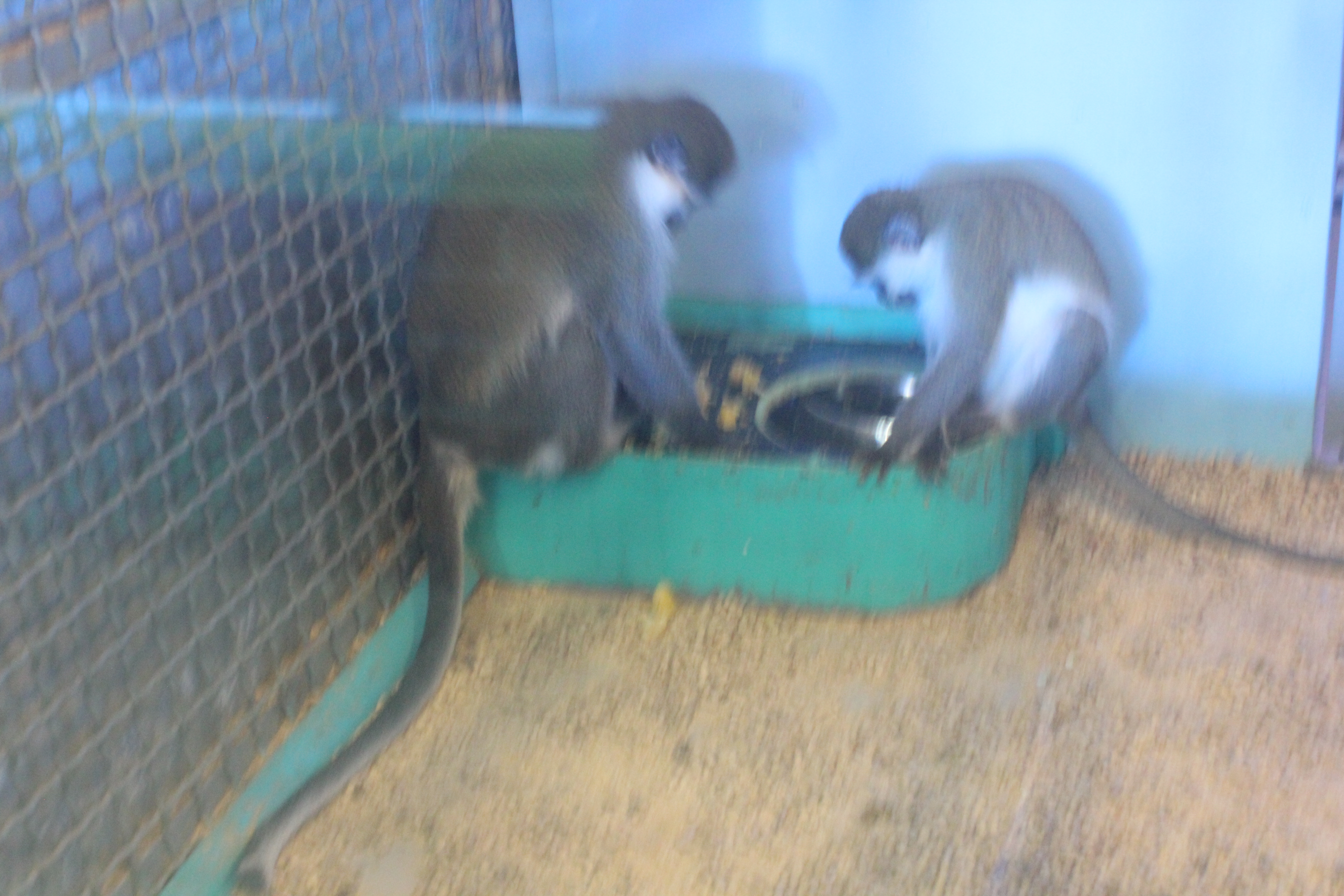 Каких обезьян в Тюмени можно увидеть и интересные истории про животных - 23 декабря 2015 года