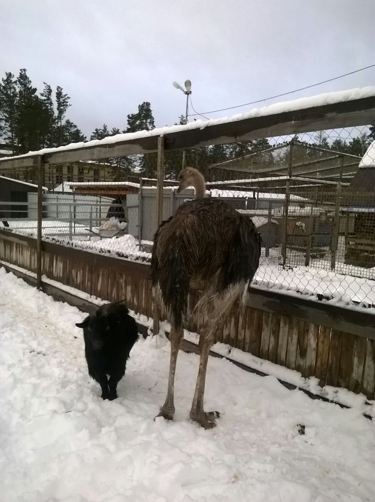 В Тюменском зоопарке страус Изольда подружилась с козлом Мефодием - 8 декабря 2015 года