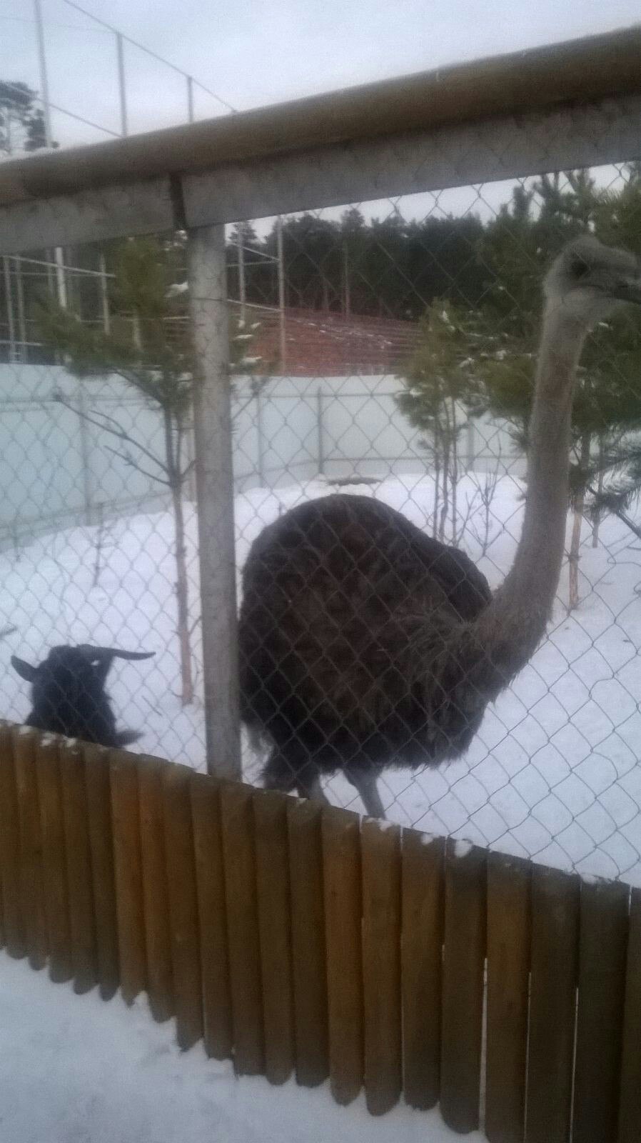 В тюменском зоопарке изгоя-страуса приняли козлы - 8 декабря 2015 года