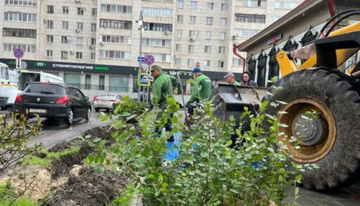 В центре Тюмени высадили 20 кустов молодого кизильника