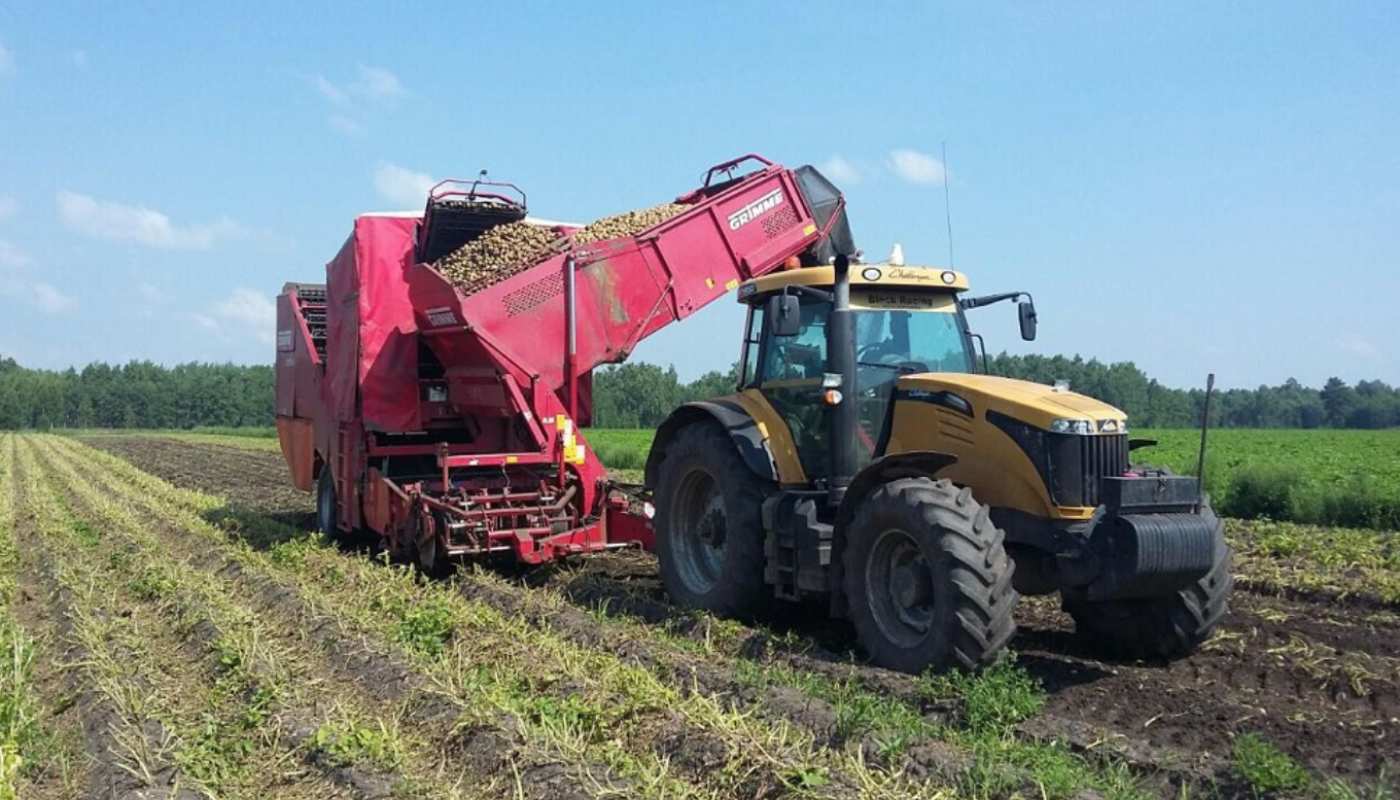 В Тюменской области начался сбор урожая овощей