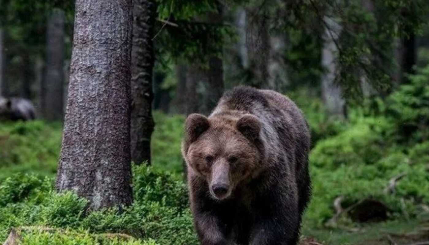 В Тюменской области семья медведей попала на камеру