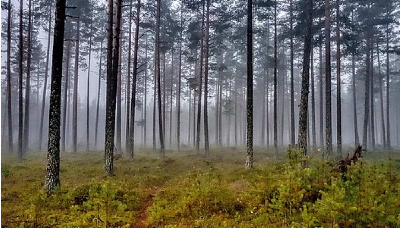 Пропавший в Тюменской области пенсионер найден в лесу мертвым