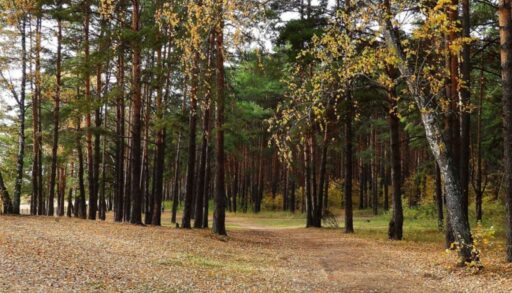 В тюменском парке имени Ю.А. Гагарина разработали 3 экотропы