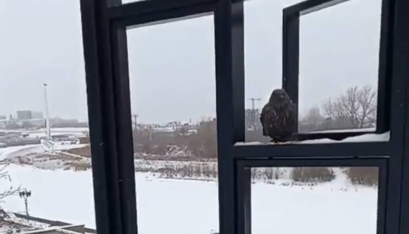 На тюменской набережной поселилась пришвинская синичка