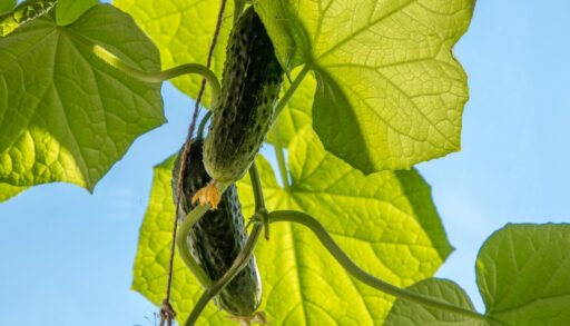 огурцы на фоне голубого неба