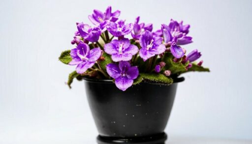 фиалка в горшке 