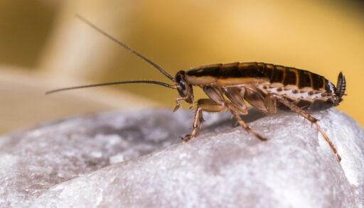 Насекомое таракан на камне