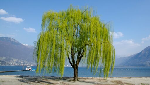 дерево ива на берегу моря