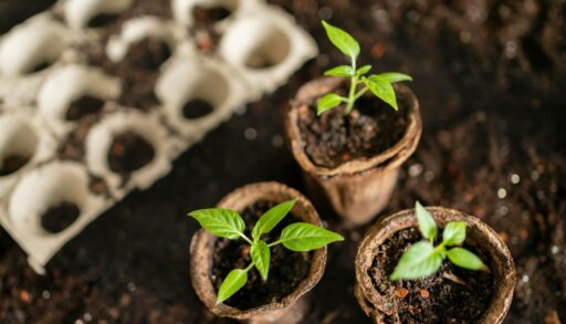 рассада перца