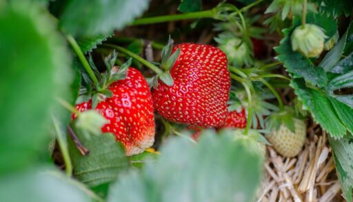 Ягоды клубники на кустах