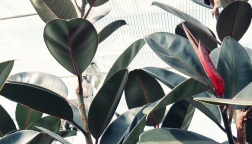 Фикус с красивыми листьями