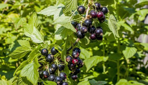 Кусты черной смородины
