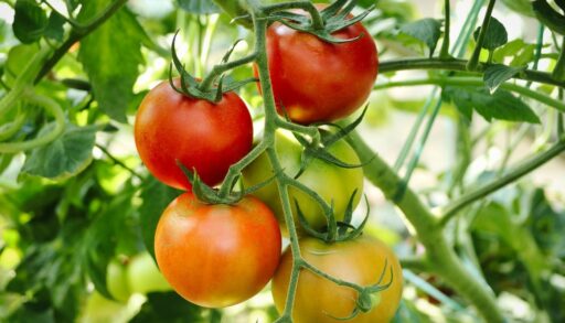 томаты на ветке