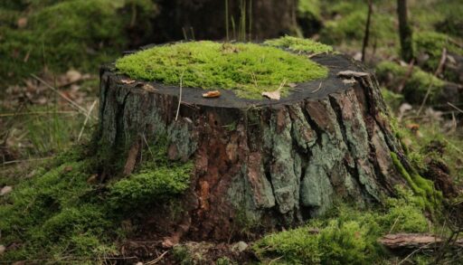 старый пень