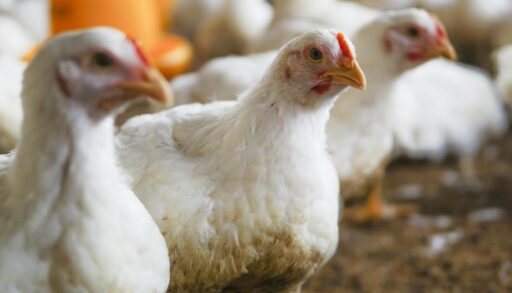 курица в курятнике