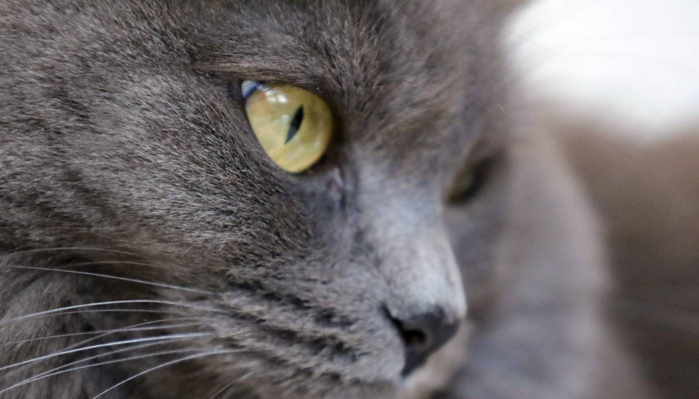 Их нельзя игнорировать: 7 странных поступков кошки