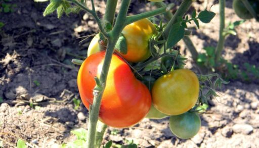 Овощи томаты на ветке в открытом грунте