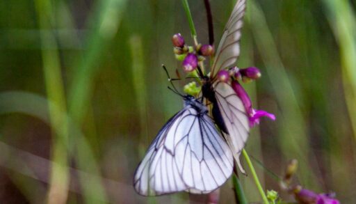 Тюмень атаковали бабочки-капустницы
