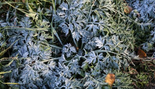 В Тюменской области ожидаются заморозки до -5 градусов!