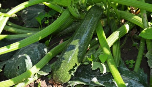 кабачок цукини на грядке