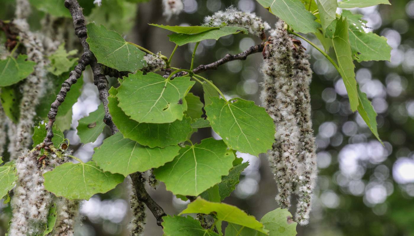 На двух тюменских погостах вырубят около 200 деревьев