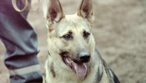 Десятки килограммов наркотиков помогли изъять тюменским таможенникам служебные псы