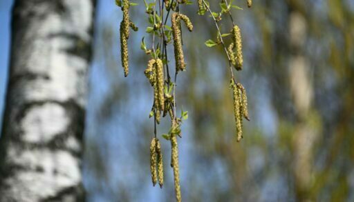 В Тюменской области началось производство БАДов из березовой коры