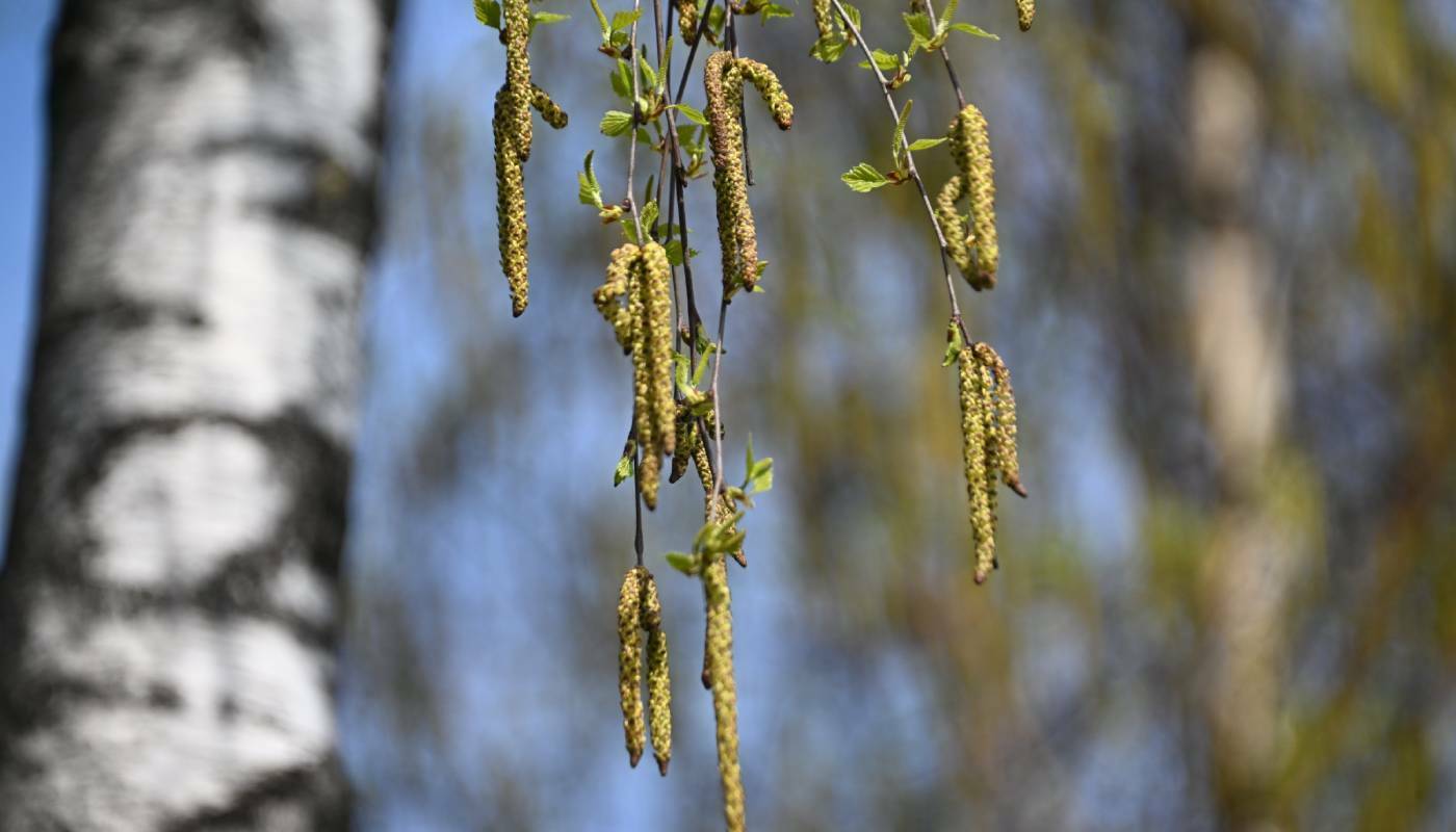 В Тюменской области началось производство БАДов из березовой коры