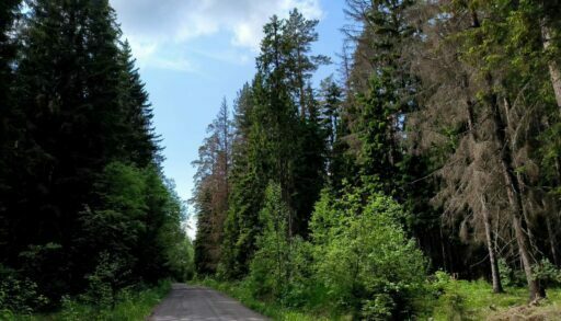 В Тюменской области ищут двоих пенсионеров, которые ушли в лес