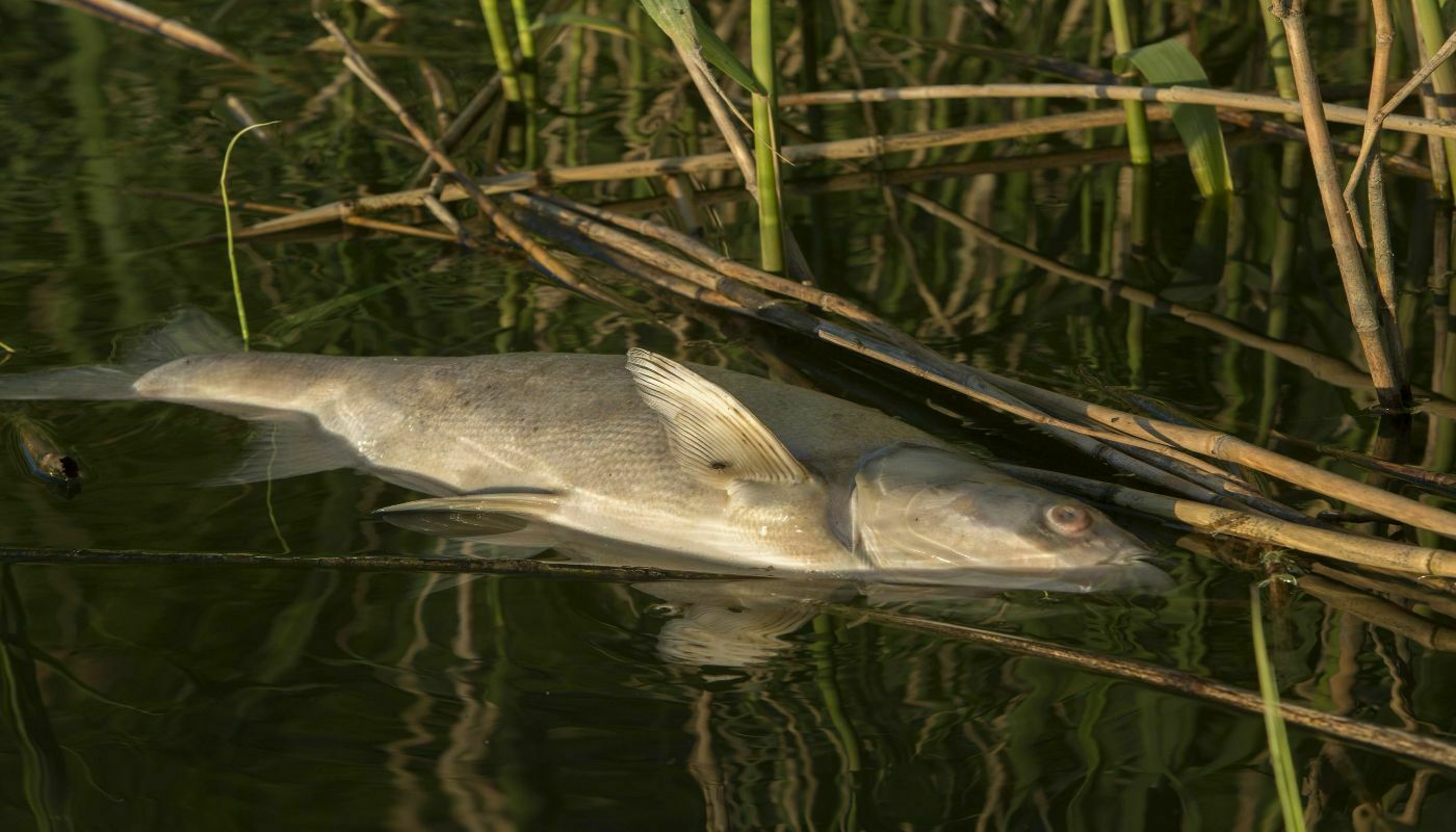 На Чёрном озере под Воронежем произошла экологическая катастрофа