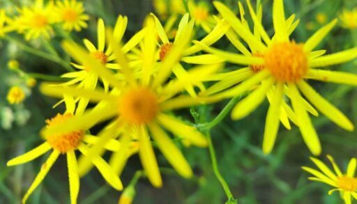 Синоптики дали прогноз погоды в Тюмени на июль