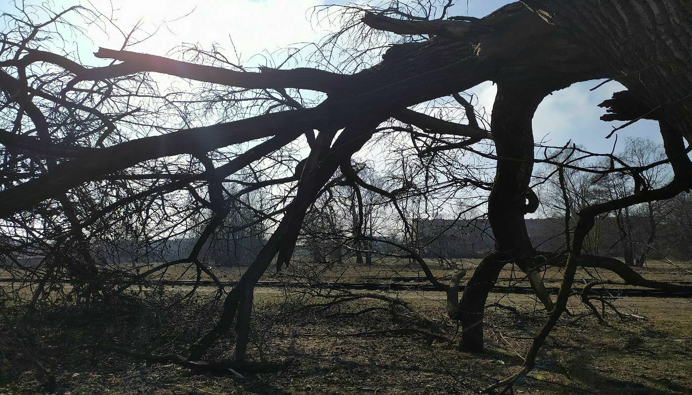 Массовые отключения электричества, поваленные деревья и пострадавшие: В Омске прошёл мощнейший ураган