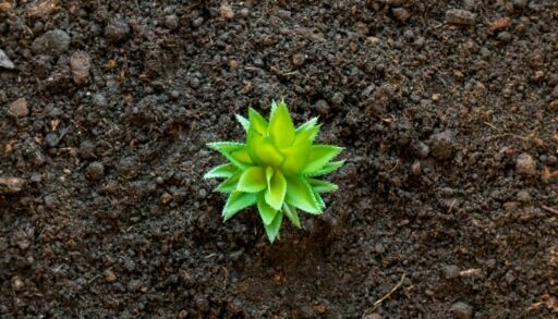 растение на земле 