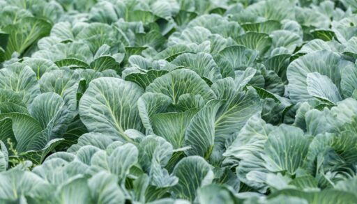 В Тюменской области собрали 1 тыс. 233 тонны капусты