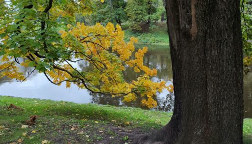 В Тюмени преждевременно начался листопад