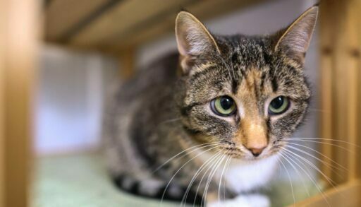 В Тюмени построят пожизненный приют для животных