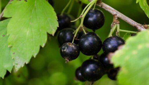 В Тюменской области впервые собрали промышленный урожай ягод