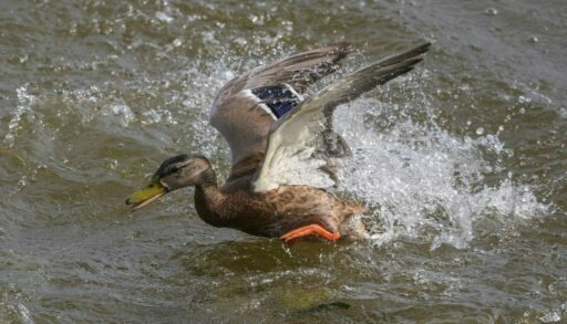 В Тюменской области выросла угроза вспышки птичьего гриппа