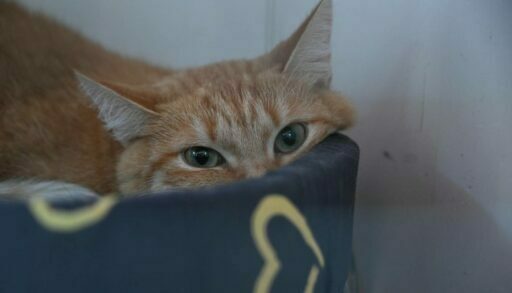 В Тюмени отловили более 500 бездомных животных