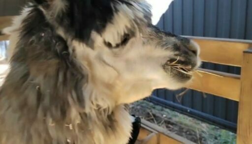 В Тюмени открылся парк альпака