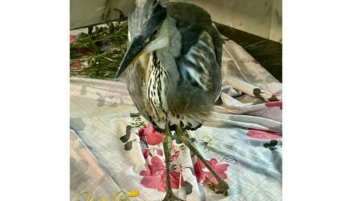 Сотрудники тюменского центра поставили на ноги парализованную цаплю