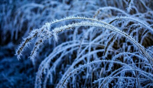 Иней заморозки