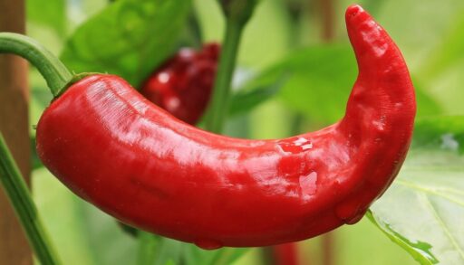 Овощи перец огород