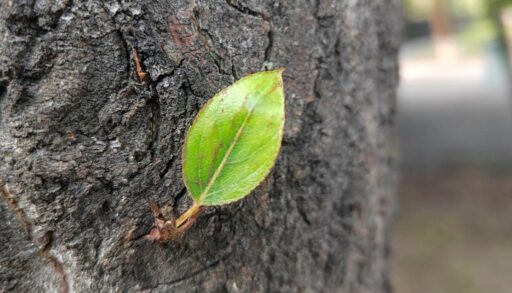 В Тюмени на этой неделе будет теплая комфортная погода