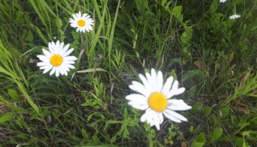 В пятницу в Тюмени будет тепло, до +24