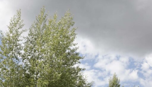 Выходные в Тюмени будут прохладными и пасмурными