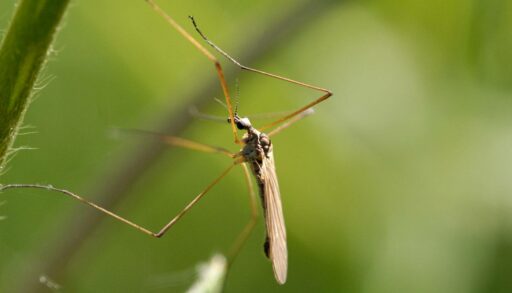 Тюменцы из дальних стран привозят малярию и лихорадку Денге
