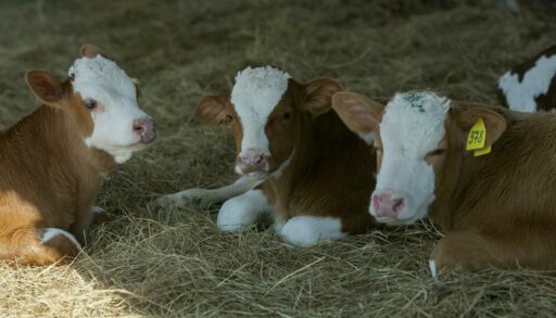 В Тюменской области изымают из продажи опасный препарат для животных